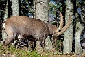 Bouquetin 0036_wm
